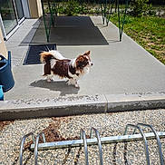 Voyou a rejoint le concours — aidez-le/la à gagner de superbes lots ! dog, outdoor, patio, ping_pong_table, green, grass, concrete, sunlight, small_dog, animal, fence, garden, shadow, daylight, pet, side_view, curious, quiet, nature, metal_structure
