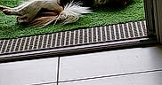 Voyou a rejoint le concours — aidez-le/la à gagner de superbes lots ! dog, lying_down, artificial_grass, doorway, tile_floor, brown_and_white, pet, relaxing, fur, outdoor, resting, canine, domestic_animal, home, door_frame, sleeping, quiet, calm, animal, daytime
