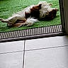 dog, lying_down, artificial_grass, doorway, tile_floor, brown_and_white, pet, relaxing, fur, outdoor, resting, canine, domestic_animal, home, door_frame, sleeping, quiet, calm, animal, daytime