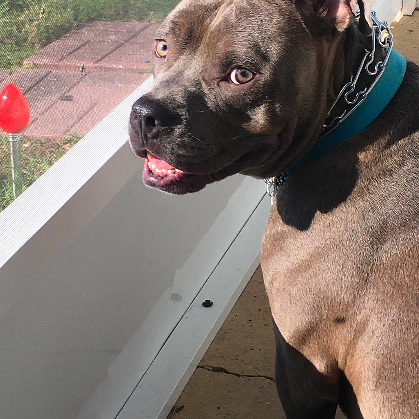 Blu joined the competition — help win amazing prizes! accessories, animal, boxer, bulldog, canine, collar, dog, food, frenchbulldog, handrail, leash, machine, pet, pitbull, pointer, puppy, snout, spoke, sweets, terrier