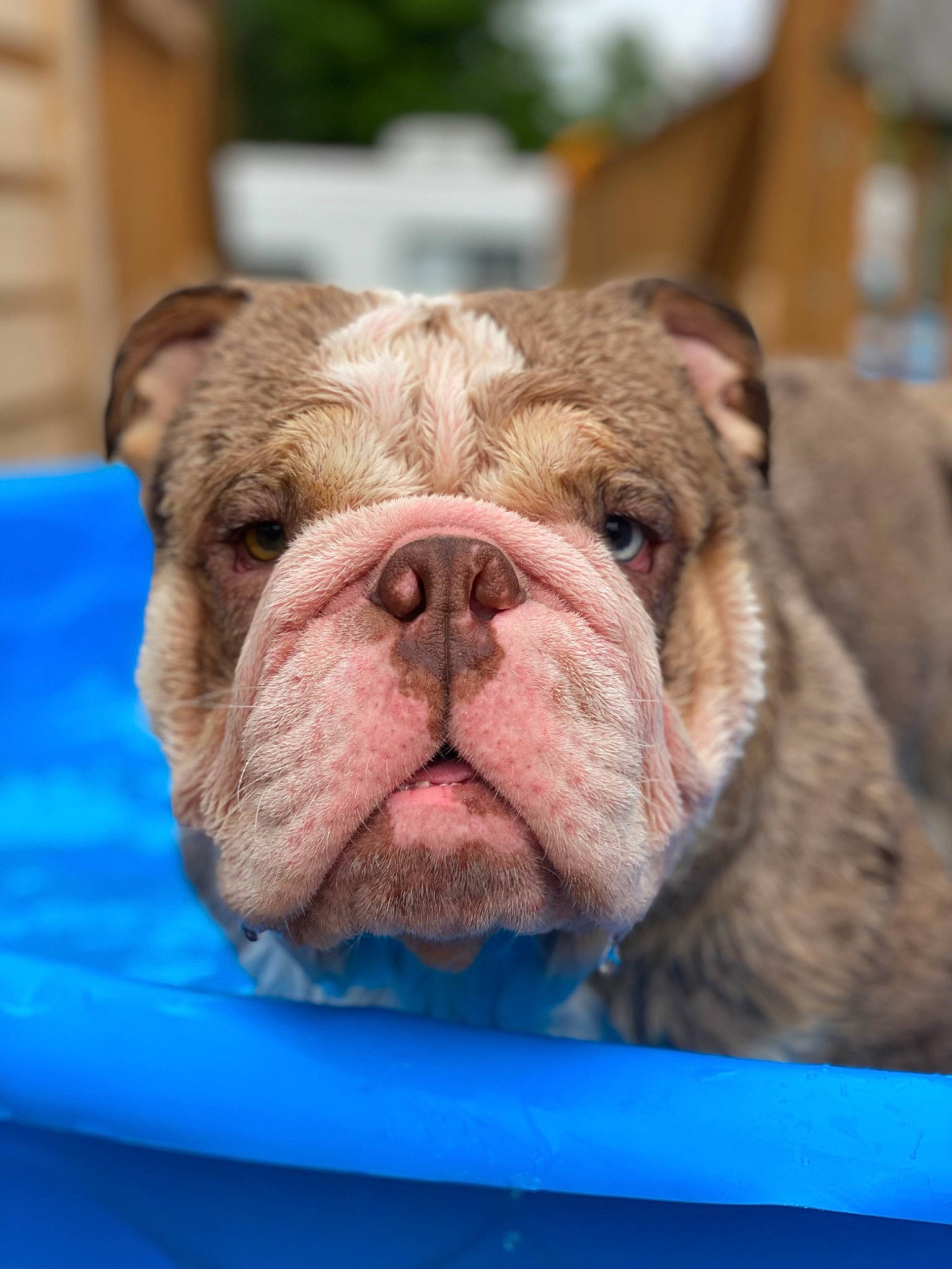 Dozer is registered to the contest to win money with this photo: bulldog, canidae, carnivore, close_up, companion_dog, dog, dog_breed, electric_blue, fawn, grass, liver, non_sporting_group, snout, sporting_group, symmetry, terrestrial_animal, whiskers, white_english_bulldog, working_animal, wrinkle