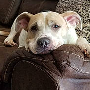 Sara is registered to the contest to win money with this photo: armrest, brown_and_white, close_up, companion, couch, dog, domestic_animal, ears, home_interior, leather, paw, pet, pillow, pitbull, portrait, relaxed, resting, sleepy, snout, upholstery