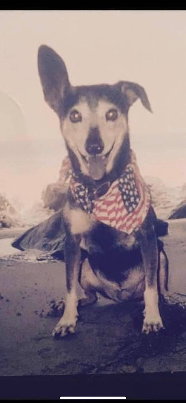 Harmony joined the competition — help win amazing prizes! canidae, carnivore, chihuahua, collar, companion_dog, dog, dog_breed, dog_clothes, dog_collar, dog_supply, fawn, fur, pattern, paw, sky, snout, sporting_group, terrestrial_animal, toy_dog, working_animal