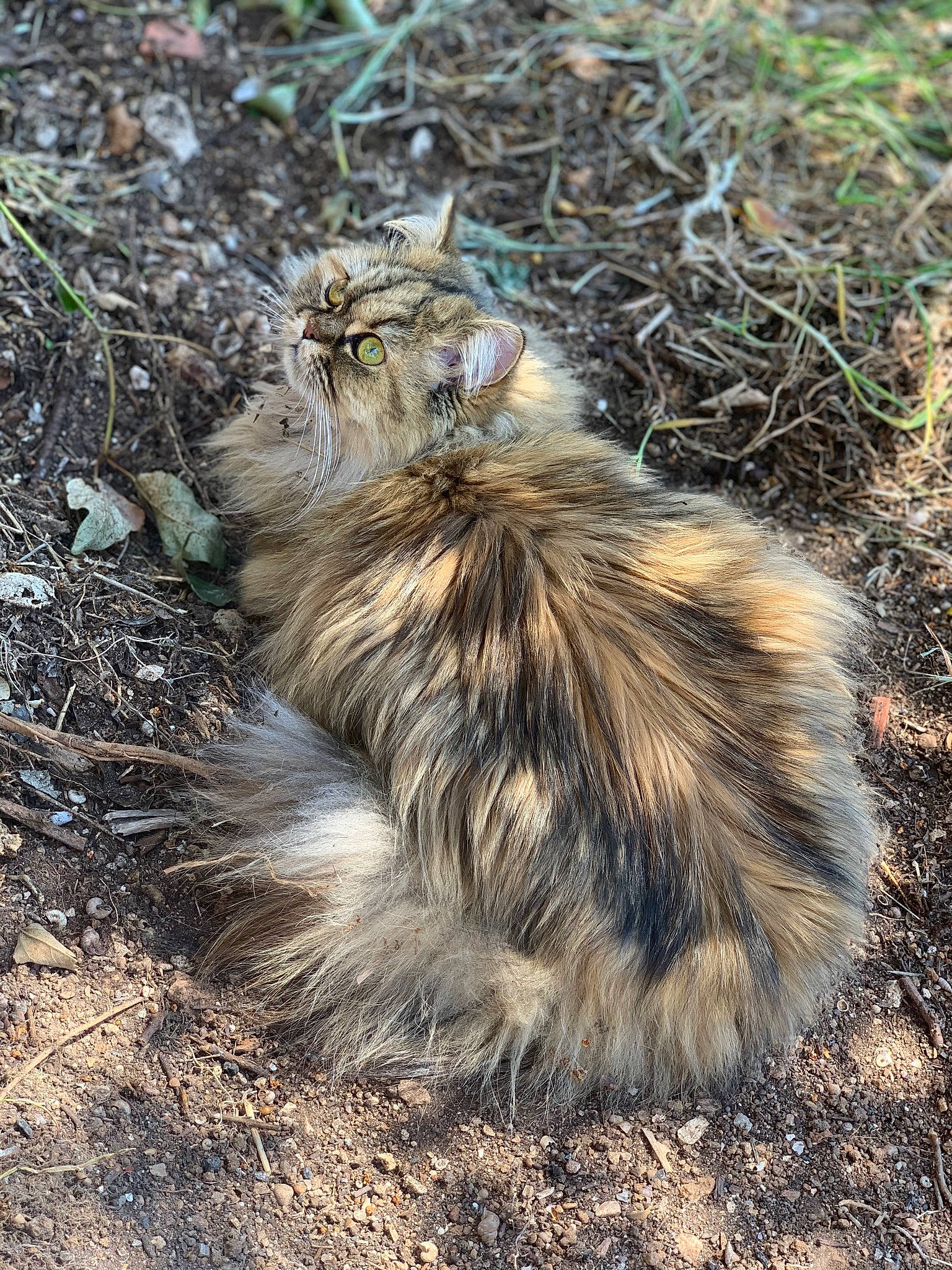 Perséphone a rejoint le concours — aidez-le/la à gagner de superbes lots ! carnivore, cat, fawn, felidae, fur, grass, plant, small_to_medium_sized_cats, snout, soil, tail, terrestrial_animal, whiskers, wildlife