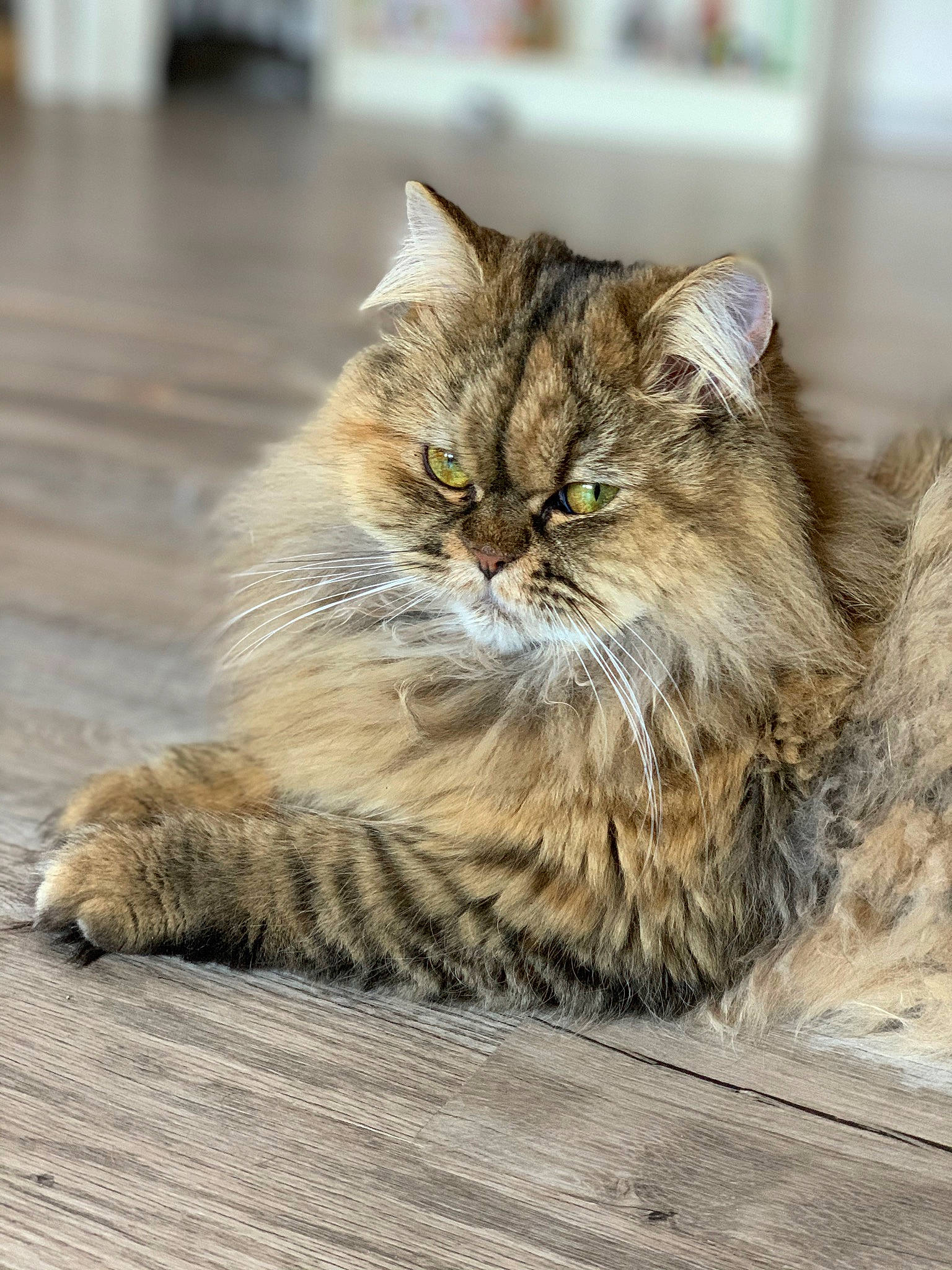 Perséphone a rejoint le concours — aidez-le/la à gagner de superbes lots ! british_longhair, carnivore, cat, claw, domestic_short_haired_cat, felidae, flooring, fur, hardwood, maine_coon, paw, plant, road_surface, sitting, small_to_medium_sized_cats, snout, tail, terrestrial_animal, whiskers, wood