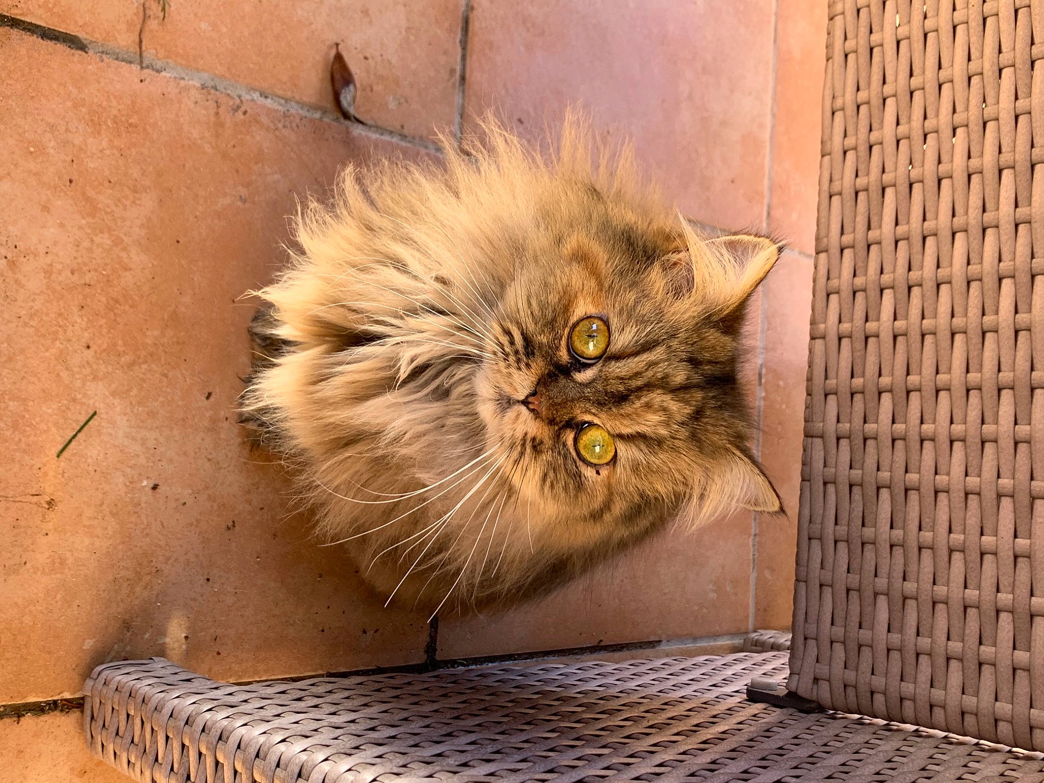 Perséphone a rejoint le concours — aidez-le/la à gagner de superbes lots ! brick, british_longhair, carnivore, cat, domestic_short_haired_cat, fawn, felidae, fur, maine_coon, paw, persian, plant, small_to_medium_sized_cats, snout, terrestrial_animal, whiskers, window, wood