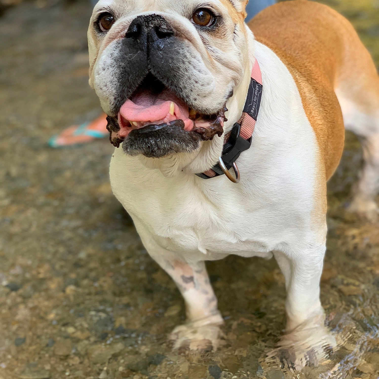Zaza