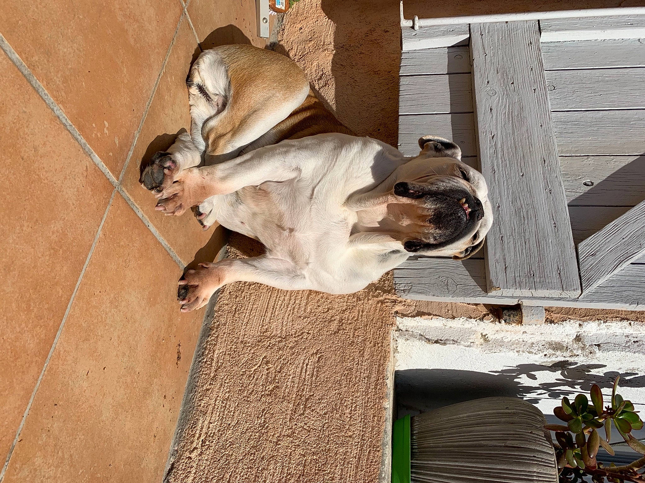 Zaza participe au concours pour gagner de l'argent avec cette photo : art, building, canidae, carving, dog_breed, facade, fawn, felidae, fur, gargoyle, monument, plant, sculpture, snout, sporting_group, statue, trunk, visual_arts, wood, working_animal