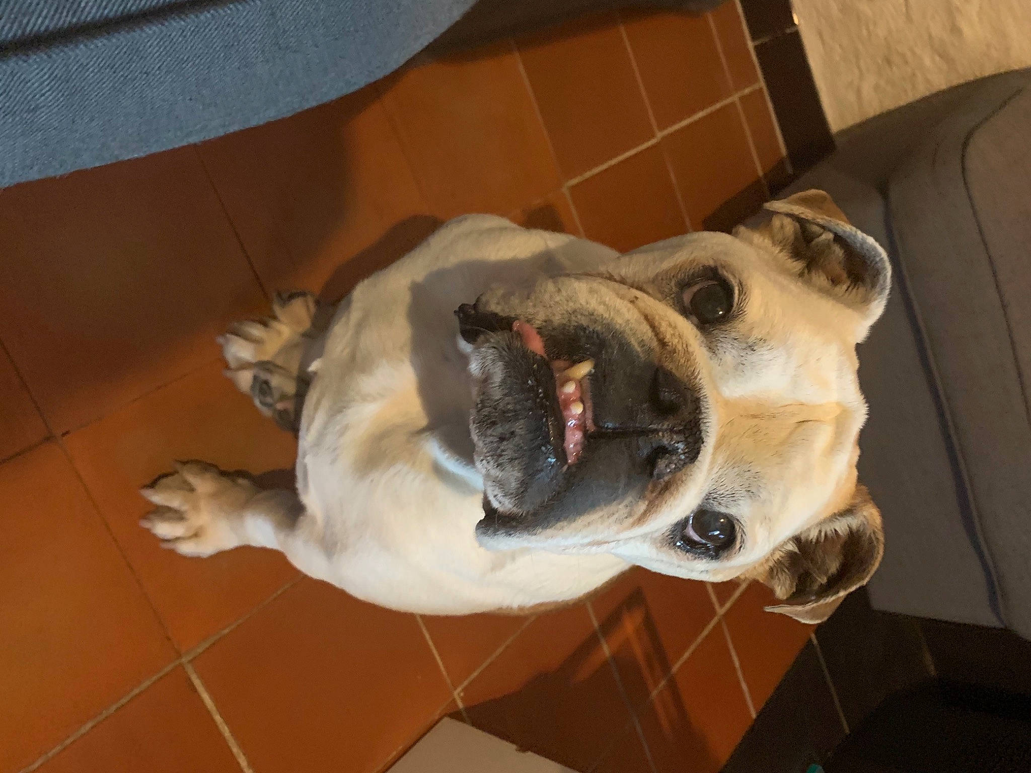 Zaza a rejoint le concours — aidez-le/la à gagner de superbes lots ! canidae, carnivore, collar, companion_dog, dog, dog_breed, dog_collar, ear, fawn, felidae, flooring, fur, jaw, leash, snout, sporting_group, tail, whiskers, wood, working_animal