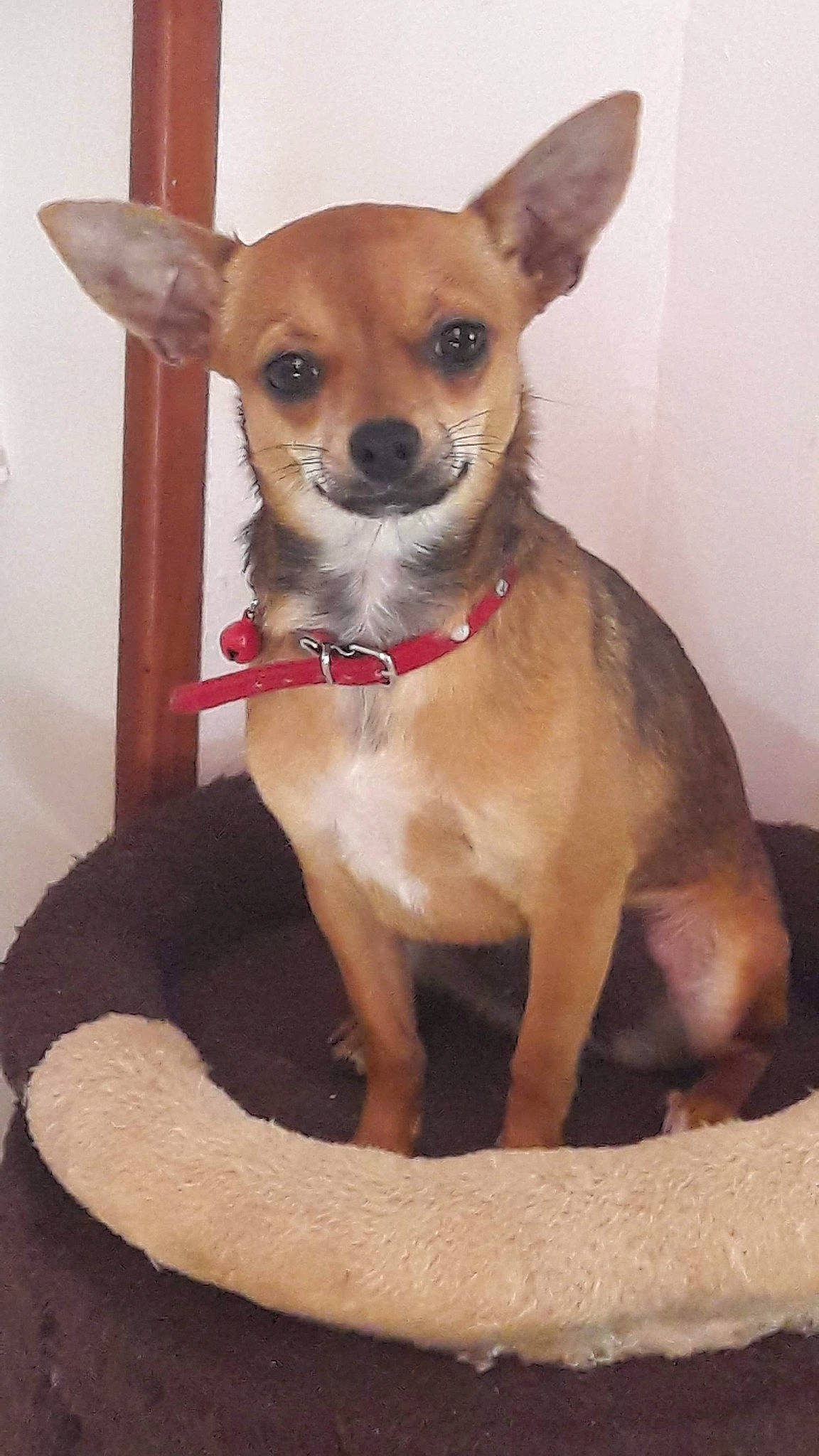 Dyna a rejoint le concours — aidez-le/la à gagner de superbes lots ! ancient_dog_breeds, canidae, carnivore, chihuahua, companion_dog, corgi_chihuahua, dog, dog_breed, ear, fawn, mammal, miniature_fox_terrier, puppy, russkiy_toy, snout, toy_dog, vertebrate, whiskers