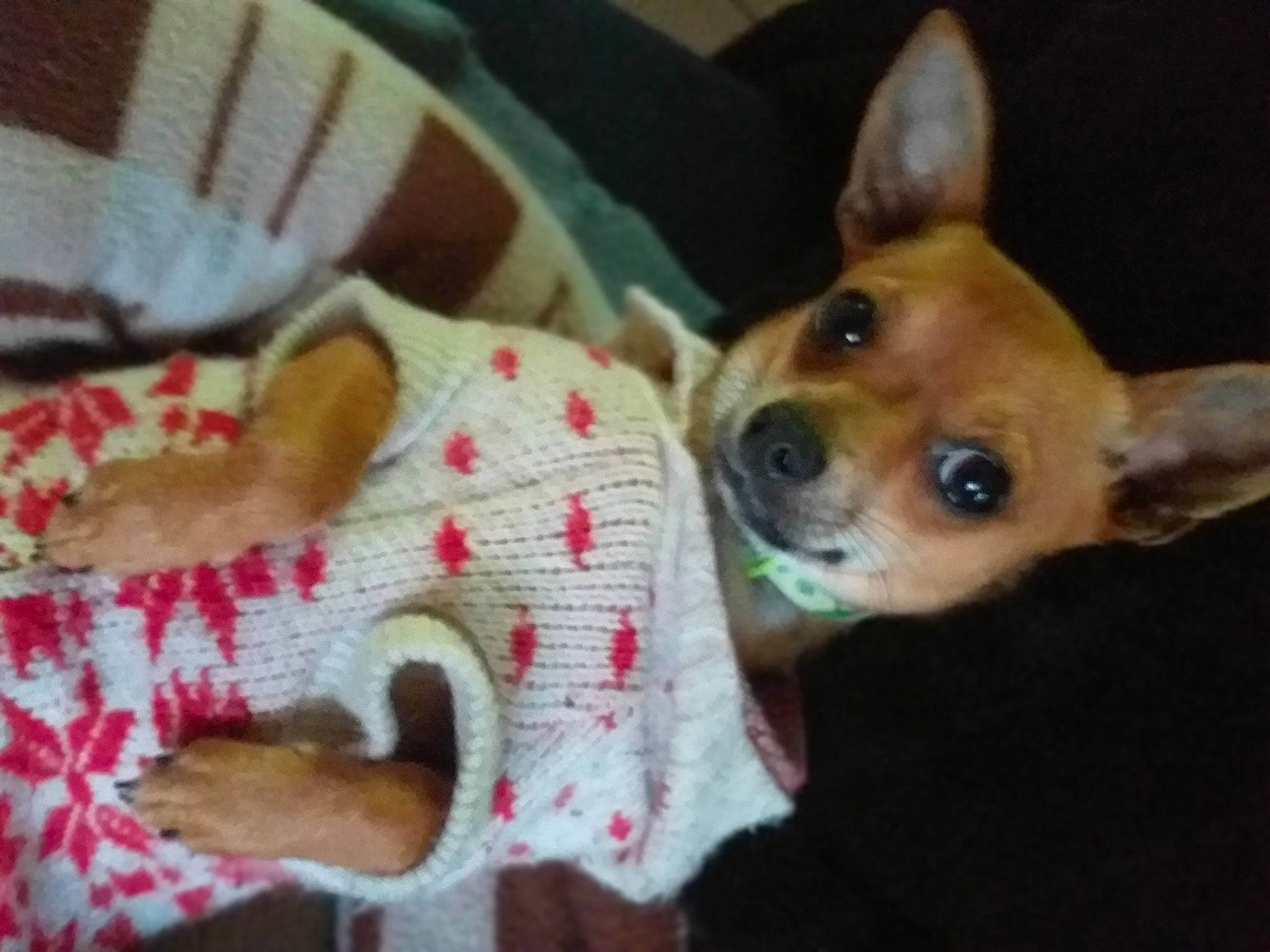 Dyna participe au concours pour gagner de l'argent avec cette photo : canidae, carnivore, chihuahua, companion_dog, corgi_chihuahua, dog, dog_breed, ear, fawn, mammal, miniature_fox_terrier, miniature_pinscher, prazsky_krysarik, puppy, rat_terrier, russkiy_toy, snout, toy_dog, toy_fox_terrier, vertebrate