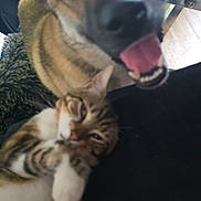 Vili participe au concours pour gagner de l'argent avec cette photo : animal, blurred, brown, canine, cat, closeup, companion, cozy, dog, floor, friendship, furniture, happy, indoor, lying_down, pet, relaxed, tabby, tongue, white