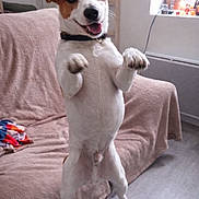 Johnny participe au concours pour gagner de l'argent avec cette photo : blanket, collar, couch, dog, floor, furniture, happy, indoor, jack_russell_terrier, lamp, living_room, paws_up, pet, playful, portrait, small_dog, standing, tongue_out, upholstery, window