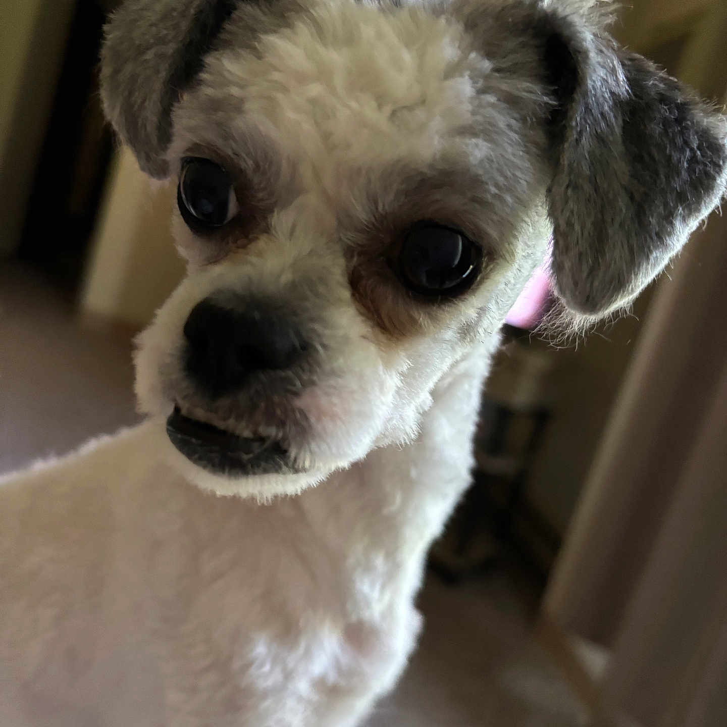 Lilly is registered to the contest to win money with this photo: animal, canine, close_up, companion, curious, cute, dog, domestic, ears, fluffy, fur, gray_fur, indoor, living_room, pet, portrait, small_dog, snout, soft_lighting, white_fur