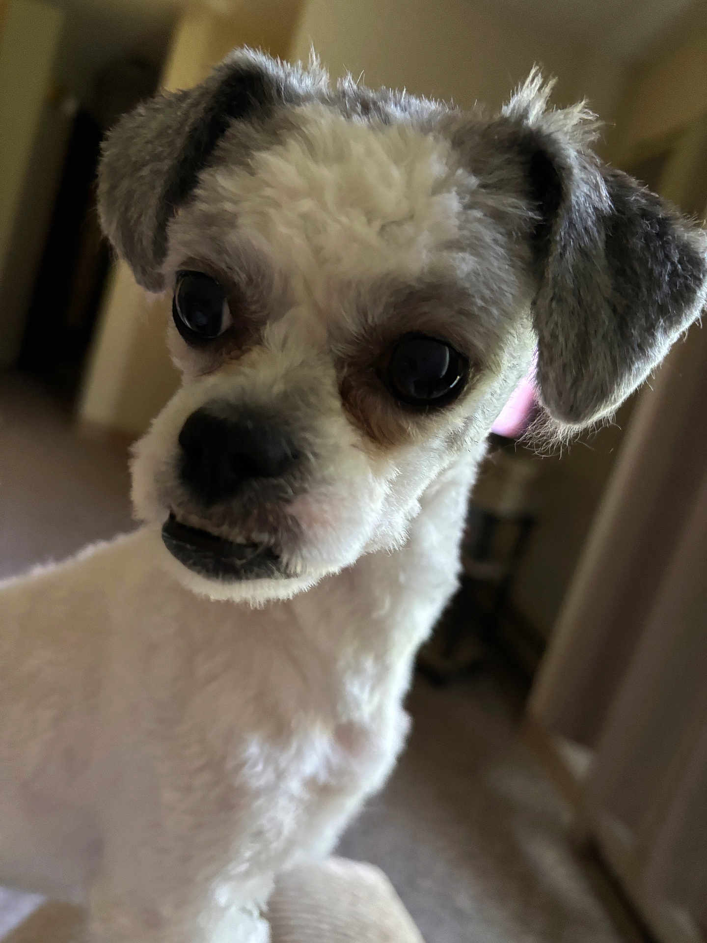Lilly