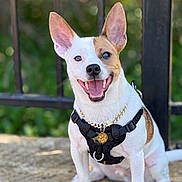 Duke joined the competition — help win amazing prizes! dog, small_dog, white_fur, brown_patch, harness, gold_pendant, happy, smiling, ears_up, outdoor, stone_surface, fence, pet, canine, animal, sitting, close_up, daylight, cute, tongue_out