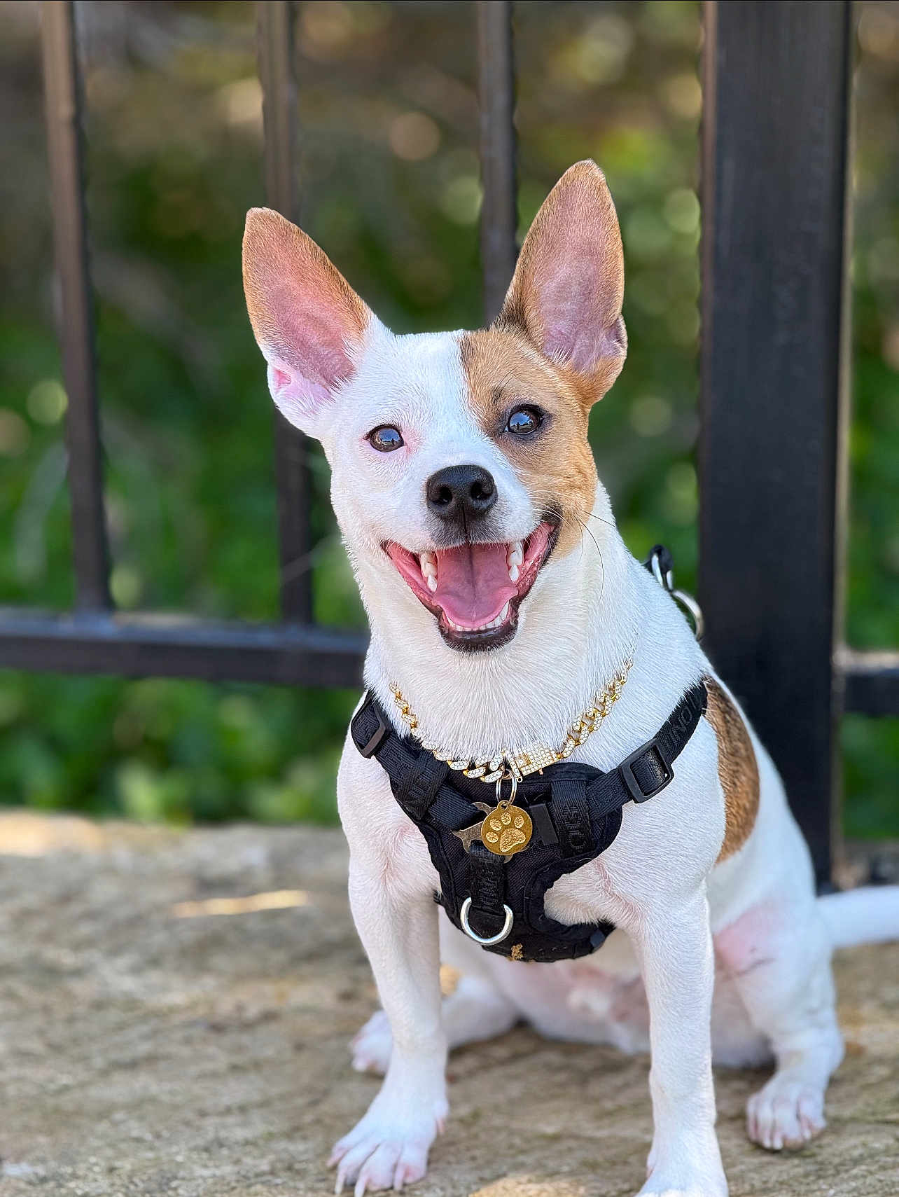 Duke joined the competition — help win amazing prizes! dog, small_dog, white_fur, brown_patch, harness, gold_pendant, happy, smiling, ears_up, outdoor, stone_surface, fence, pet, canine, animal, sitting, close_up, daylight, cute, tongue_out