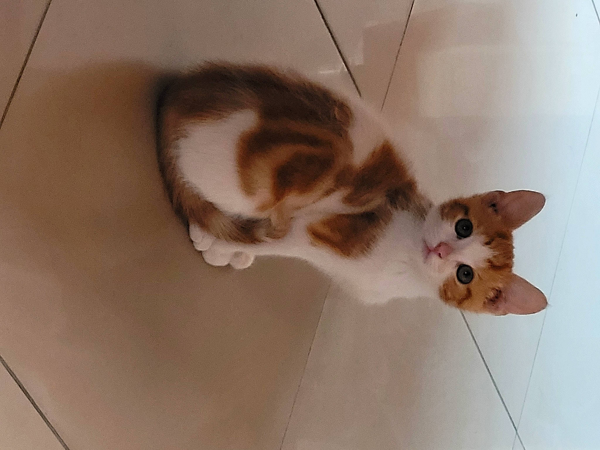 Tigrou participe au concours pour gagner de l'argent avec cette photo : canidae, carnivore, cat, ceiling, claw, dog_breed, domestic_short_haired_cat, ear, fawn, felidae, flooring, fur, hardwood, paw, small_to_medium_sized_cats, tail, terrestrial_animal, whiskers, window, wood