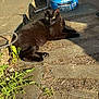 black_cat, cat, animal, outdoor, sunlight, stone_path, greenery, plant, relaxing, feline, pet, nature, shadow, daylight, resting, ears, whiskers, yellow_eyes, fur, quiet
