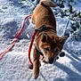 Sully a rejoint le concours — aidez-le/la à gagner de superbes lots ! animal, canine, cold, curious, daylight, dog, ears, footprints, fur, grass, leash, nature, outdoor, pet, playful, puppy, snow, tail, walking, winter