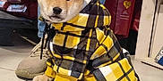 Sully participe au concours pour gagner de l'argent avec cette photo : puppy, dog, yellow_hoodie, checkered_clothing, ripped_jeans, beige_shoes, indoor, floor_tiles, pet, cute, young_dog, fashion, casual_wear, animal, sitting, brown_fur, plaid_pattern, human_leg, footwear, companion