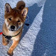 Sully a rejoint le concours — aidez-le/la à gagner de superbes lots ! adorable, animal, canine, collar, cute, daylight, dog, ears, fur, nose, outdoor, pet, playful, puppy, shadow, snow, walking, whiskers, winter, young