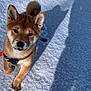 adorable, animal, canine, collar, cute, daylight, dog, ears, fur, nose, outdoor, pet, playful, puppy, shadow, snow, walking, whiskers, winter, young