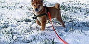 Sully participe au concours pour gagner de l'argent avec cette photo : alert, animal, backyard, canine, cute, daylight, dog, furry, grass, leash, nature, outdoor, pet, playful, puppy, shiba_inu, snow, standing, winter, young_dog