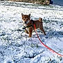alert, animal, backyard, canine, cute, daylight, dog, furry, grass, leash, nature, outdoor, pet, playful, puppy, shiba_inu, snow, standing, winter, young_dog