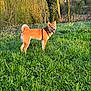 Sully participe au concours pour gagner de l'argent avec cette photo : dog, shiba_inu, grass, forest, trees, sunlight, outdoor, nature, canine, pet, red_harness, tongue_out, happy, animal, summer, greenery, leash, daylight, playful, scenic