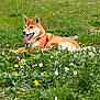 Sully a rejoint le concours — aidez-le/la à gagner de superbes lots ! dog, shiba_inu, grass, flowers, outdoor, panting, tongue_out, meadow, greenery, nature, tree, building, leaves, sunlight, pet, canine, animal, summer, resting, happy