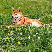 Sully a rejoint le concours — aidez-le/la à gagner de superbes lots ! dog, shiba_inu, outdoor, grass, flowers, daisies, dandelions, greenery, pet, animal, canine, panting, happy, lying_down, nature, field, trees, building, red_harness, spring