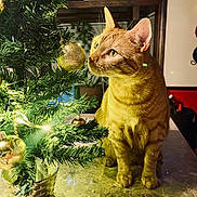 Finn joined the competition — help win amazing prizes! animal, cat, christmas_tree, cozy, curious, cute, decorations, feline, festive, gold, green, holiday, indoor, marble_countertop, orange_tabby, ornament, pet, string_lights, tabletop, whiskers