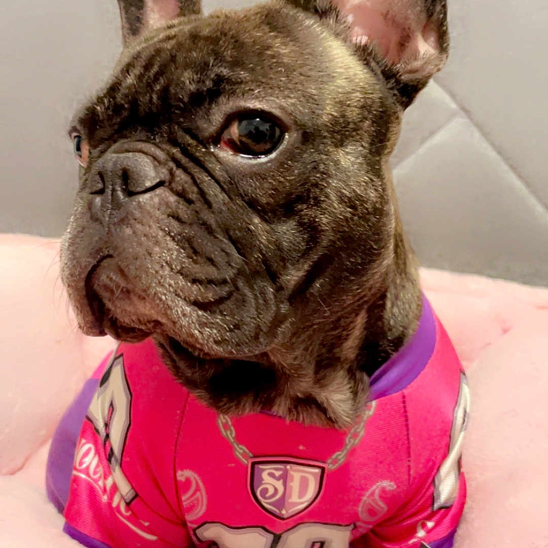 Solar Eclipse is registered to the contest to win money with this photo: animal, brindle_coat, close_up, comfortable, companion, cozy, cute, dog, domestic_dog, ears, fluffy, french_bulldog, indoor, jersey, looking_away, pet, pink_bed, portrait, resting, soft