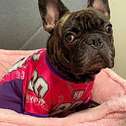 Solar Eclipse is registered to the contest to win money with this photo: french_bulldog, dog, pet_bed, pink, purple, shirt, bed, indoor, blanket, animal, canine, cozy, fur, ears, portrait, looking_away, cute, small_dog, resting, home