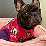 french_bulldog, dog, pet_bed, pink, purple, shirt, bed, indoor, blanket, animal, canine, cozy, fur, ears, portrait, looking_away, cute, small_dog, resting, home