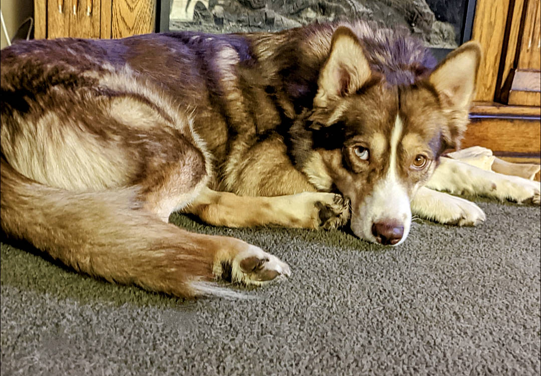 Kaya is registered to the contest to win money with this photo: ancient_dog_breeds, canidae, canis, carnivore, companion_dog, dog, dog_breed, fawn, fur, grass, herding_dog, non_sporting_group, sled_dog, snout, sporting_group, terrestrial_animal, whiskers, wolf, working_animal, working_dog