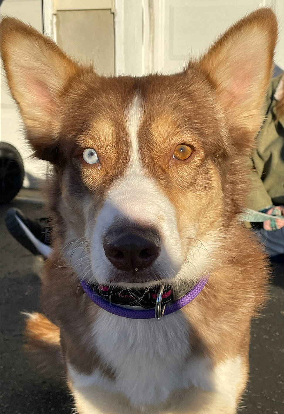 Kaya is registered to the contest to win money with this photo: ancient_dog_breeds, canidae, carnivore, collar, companion_dog, dog, dog_breed, dog_collar, eye, fawn, fur, herding_dog, leash, snout, sporting_group, terrestrial_animal, whiskers, window, working_animal, working_dog