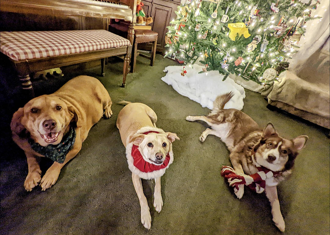 Kaya joined the competition — help win amazing prizes! canidae, carnivore, chair, christmas_tree, companion_dog, couch, dog, dog_breed, dog_supply, event, fawn, flooring, hardwood, home, living_room, plant, snout, sporting_group, wood, working_animal