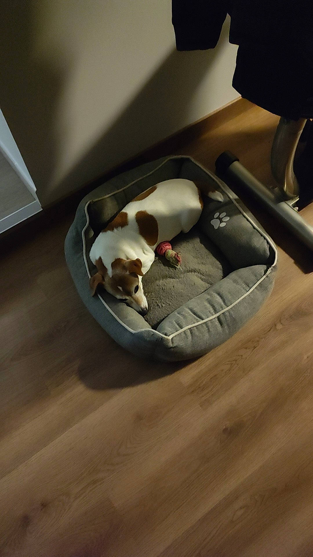 Gucci participe au concours pour gagner de l'argent avec cette photo : auto_part, automotive_design, automotive_exhaust, automotive_exterior, automotive_tire, bumper, car_seat, carnivore, comfort, companion_dog, dog, felidae, flooring, hardwood, motor_vehicle, personal_luxury_car, steering_wheel, vehicle, vehicle_door, wood