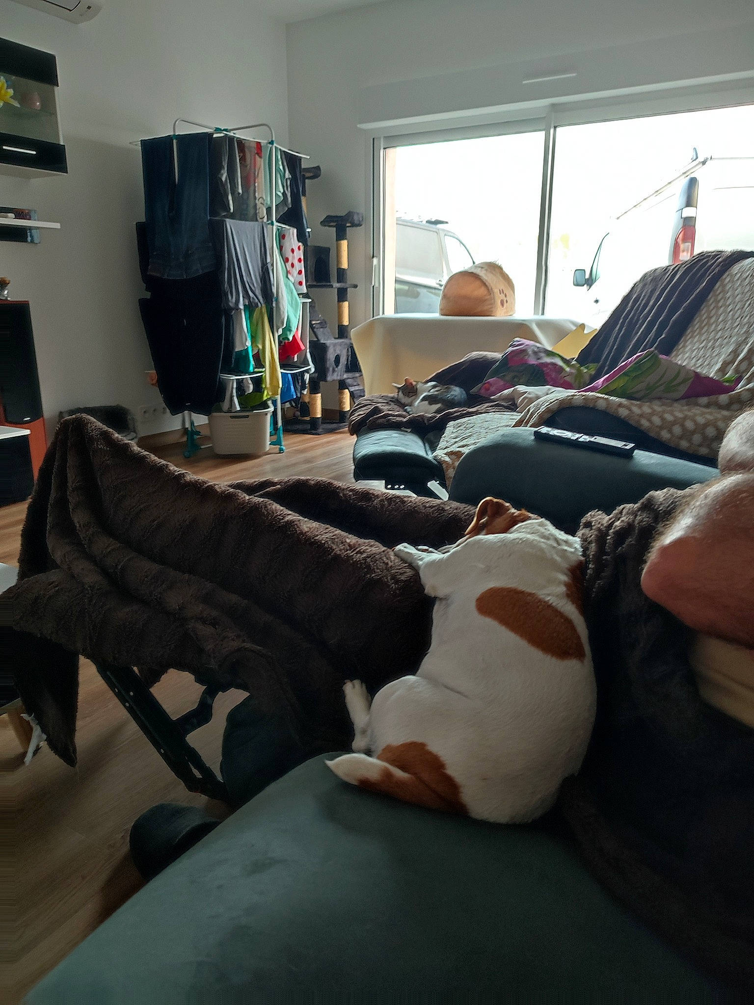 Gucci participe au concours pour gagner de l'argent avec cette photo : bookcase, comfort, companion_dog, couch, den, felidae, floor, flooring, hardwood, home, human_leg, interior_design, linens, living_room, pillow, room, studio_couch, television, window, wood