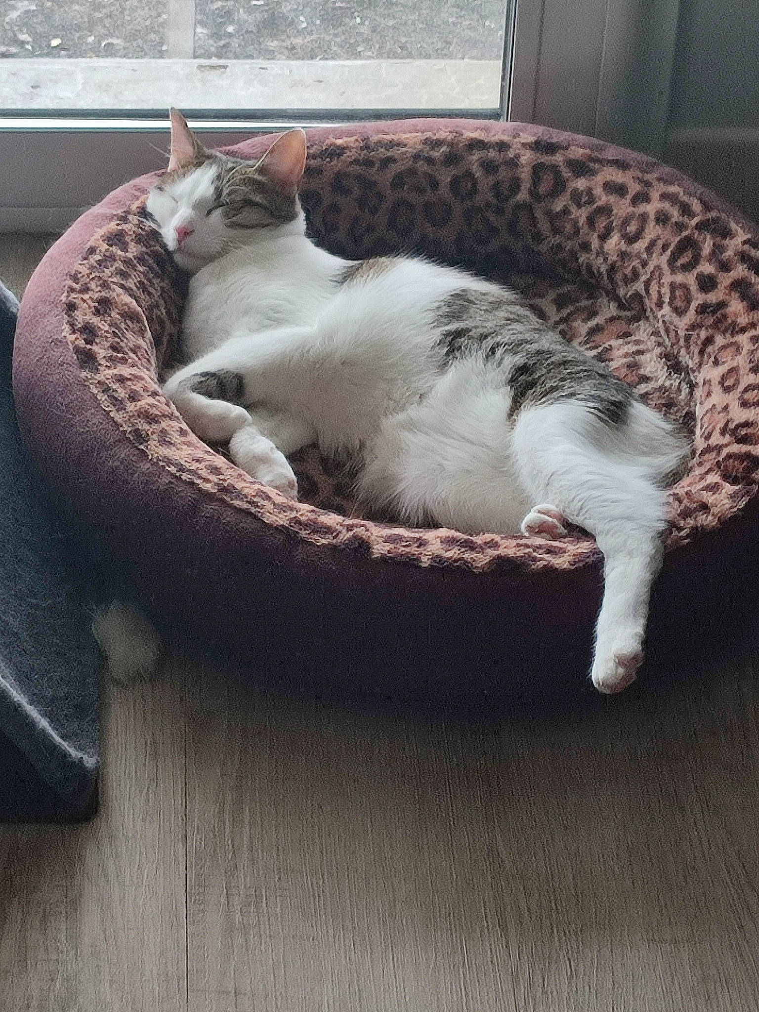 Tagada a rejoint le concours — aidez-le/la à gagner de superbes lots ! carnivore, cat, cat_bed, cat_supply, comfort, domestic_short_haired_cat, fawn, felidae, flooring, fur, hardwood, linens, nap, paw, room, small_to_medium_sized_cats, tail, whiskers, window, wood