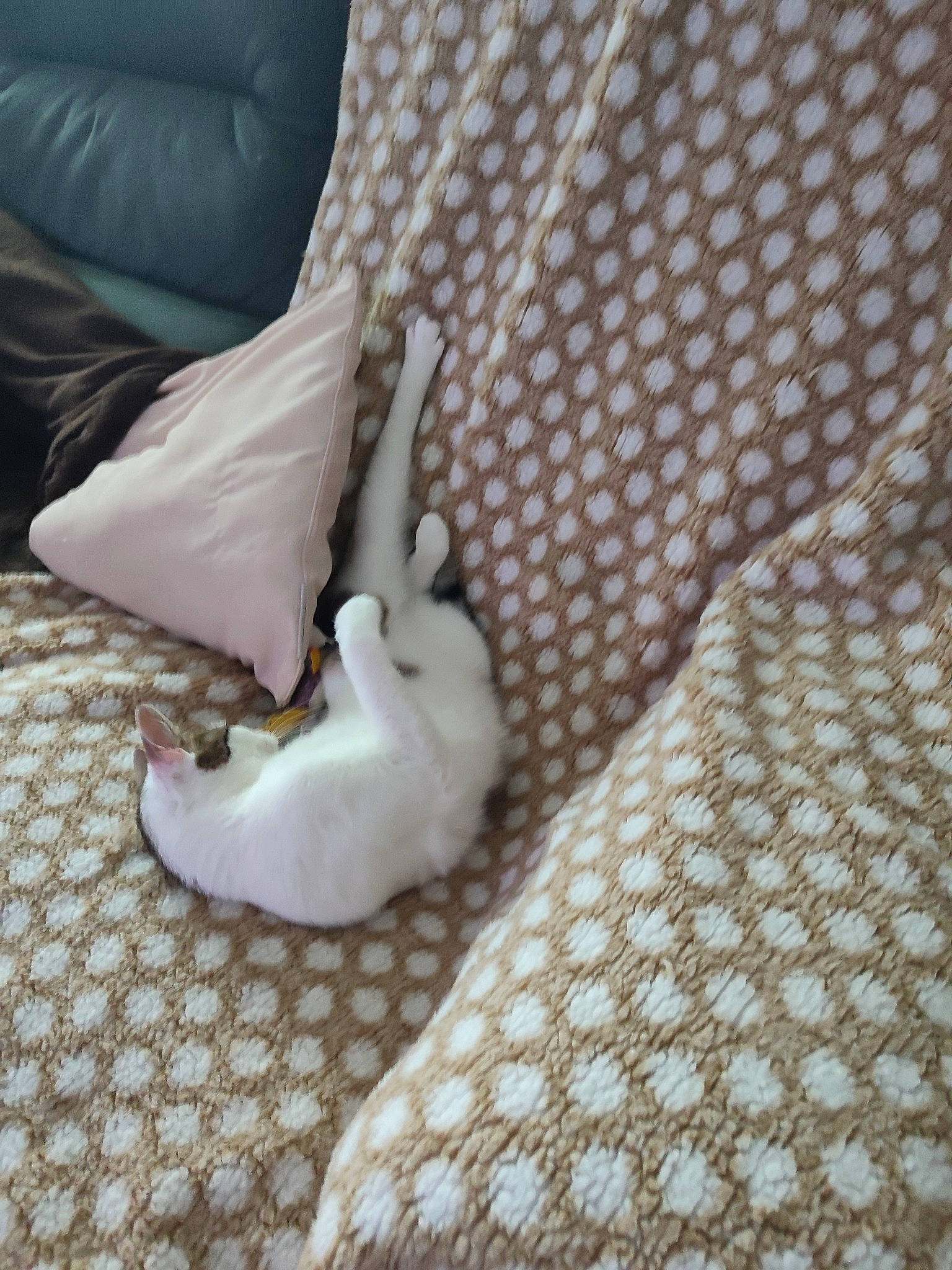 Tagada a rejoint le concours — aidez-le/la à gagner de superbes lots ! bedding, carnivore, comfort, companion_dog, couch, dog, dog_breed, fawn, felidae, flooring, hardwood, human_leg, linens, pillow, small_to_medium_sized_cats, tail, textile, throw_pillow, toy_dog, wood