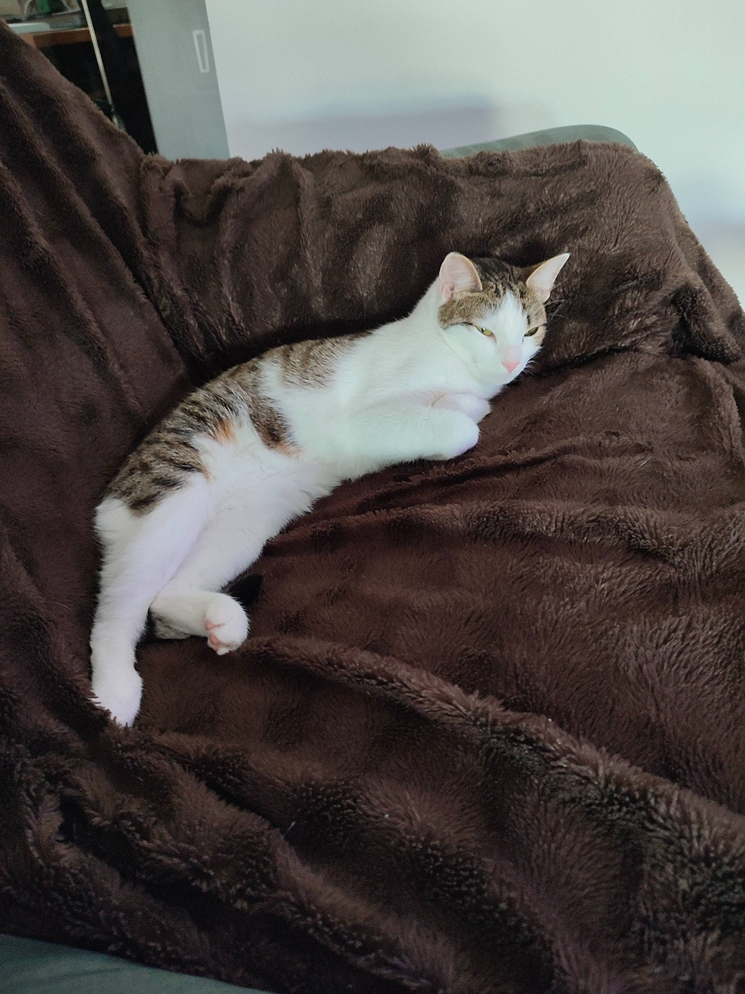 Tagada participe au concours pour gagner de l'argent avec cette photo : bedding, blanket, brown, carnivore, cat, comfort, domestic_short_haired_cat, felidae, flooring, fur, grey, hardwood, linens, nap, paw, sleep, small_to_medium_sized_cats, tail, whiskers, wood