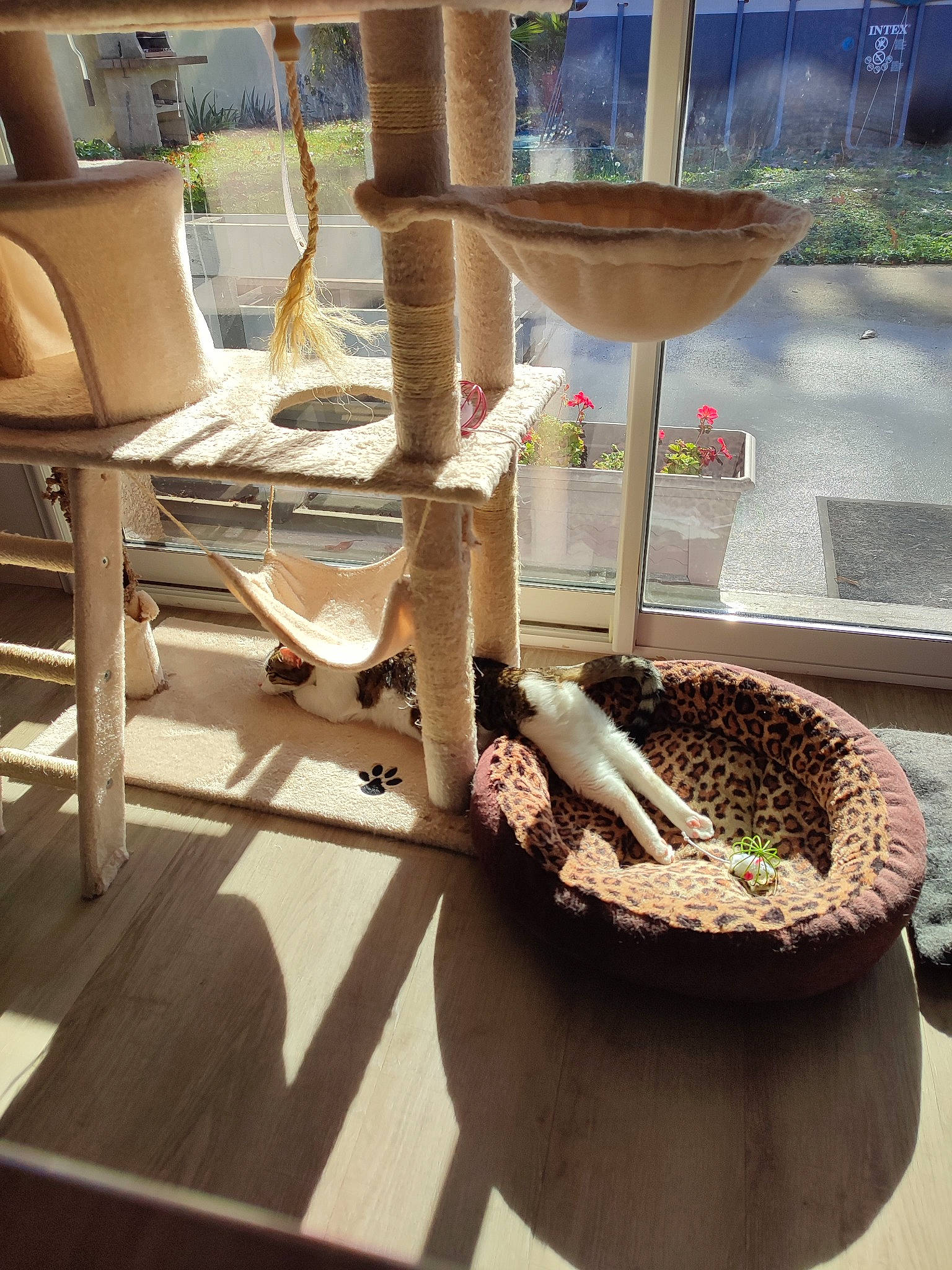 Tagada participe au concours pour gagner de l'argent avec cette photo : chair, flooring, grass, hardwood, natural_material, plant, soil, tool, wood