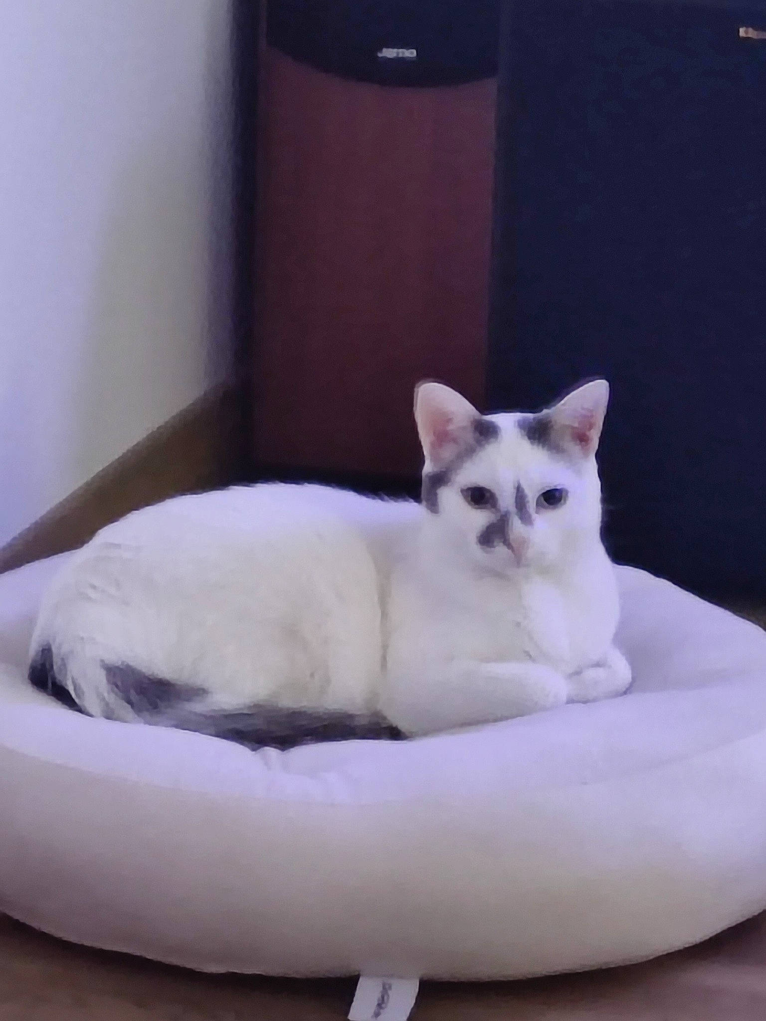 Ratatouille a rejoint le concours — aidez-le/la à gagner de superbes lots ! carnivore, cat, cat_bed, cat_supply, comfort, domestic_short_haired_cat, fang, felidae, fur, paw, pet_supply, siamese, small_to_medium_sized_cats, snout, tail, terrestrial_animal, whiskers