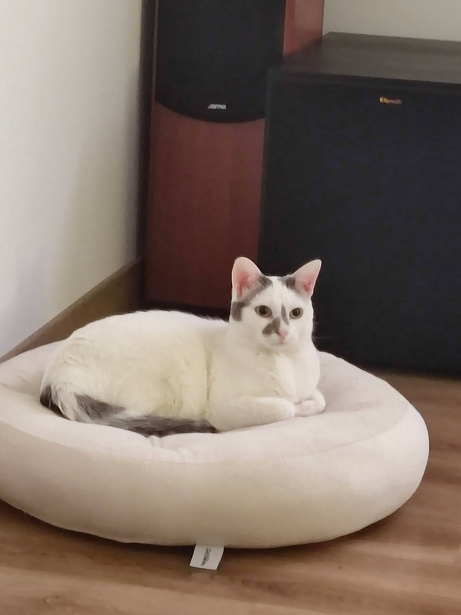 Ratatouille a rejoint le concours — aidez-le/la à gagner de superbes lots ! canidae, carnivore, cat, cat_bed, cat_supply, ceramic, chair, comfort, domestic_short_haired_cat, fang, felidae, fur, linens, paw, pet_supply, room, small_to_medium_sized_cats, snout, tail, whiskers