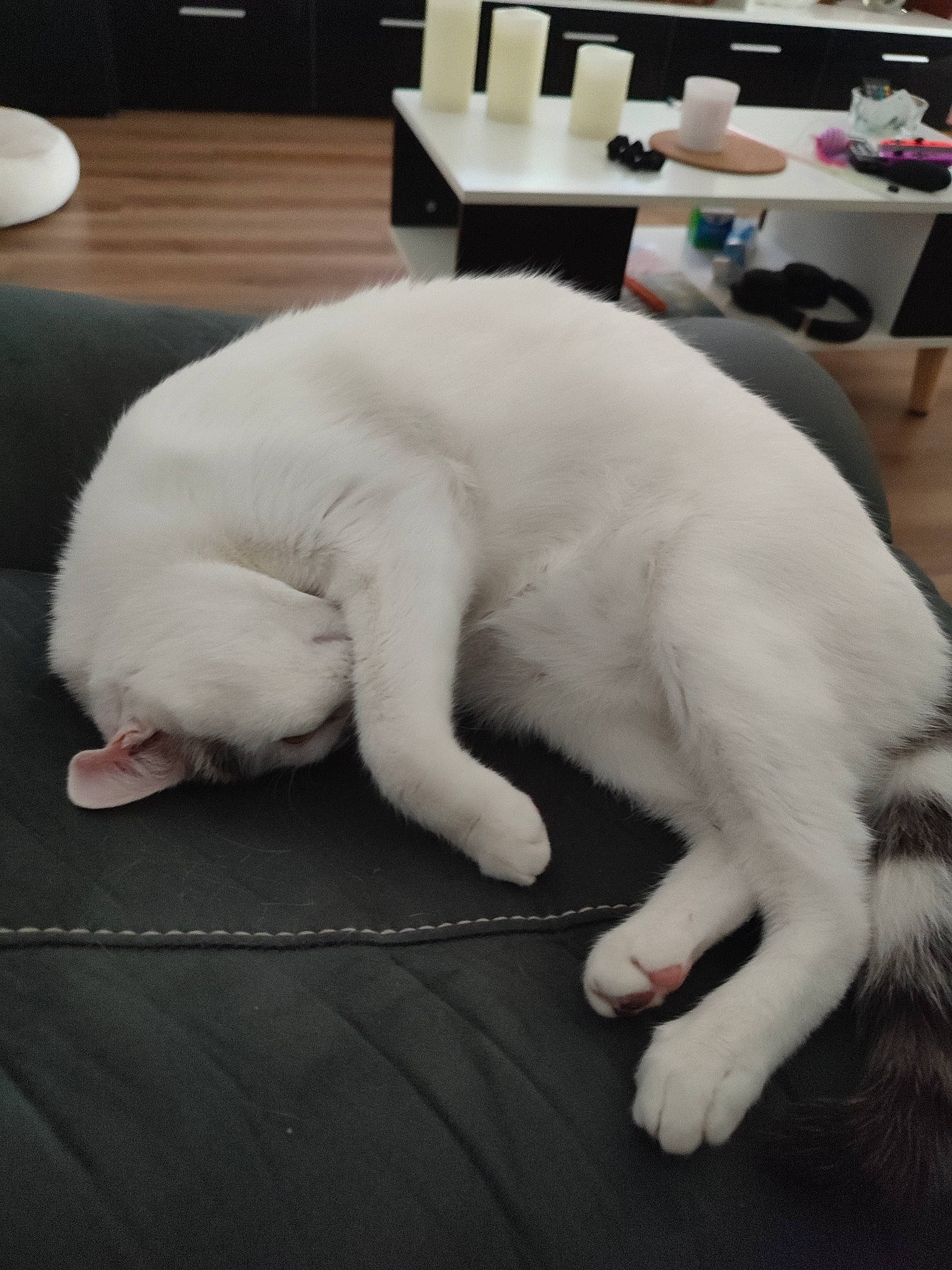 Ratatouille a rejoint le concours — aidez-le/la à gagner de superbes lots ! carnivore, cat, claw, comfort, companion_dog, domestic_short_haired_cat, felidae, flooring, foot, fur, mixing_bowl, nap, paw, small_to_medium_sized_cats, sun_hat, tail, terrestrial_animal, vertebrate, whiskers