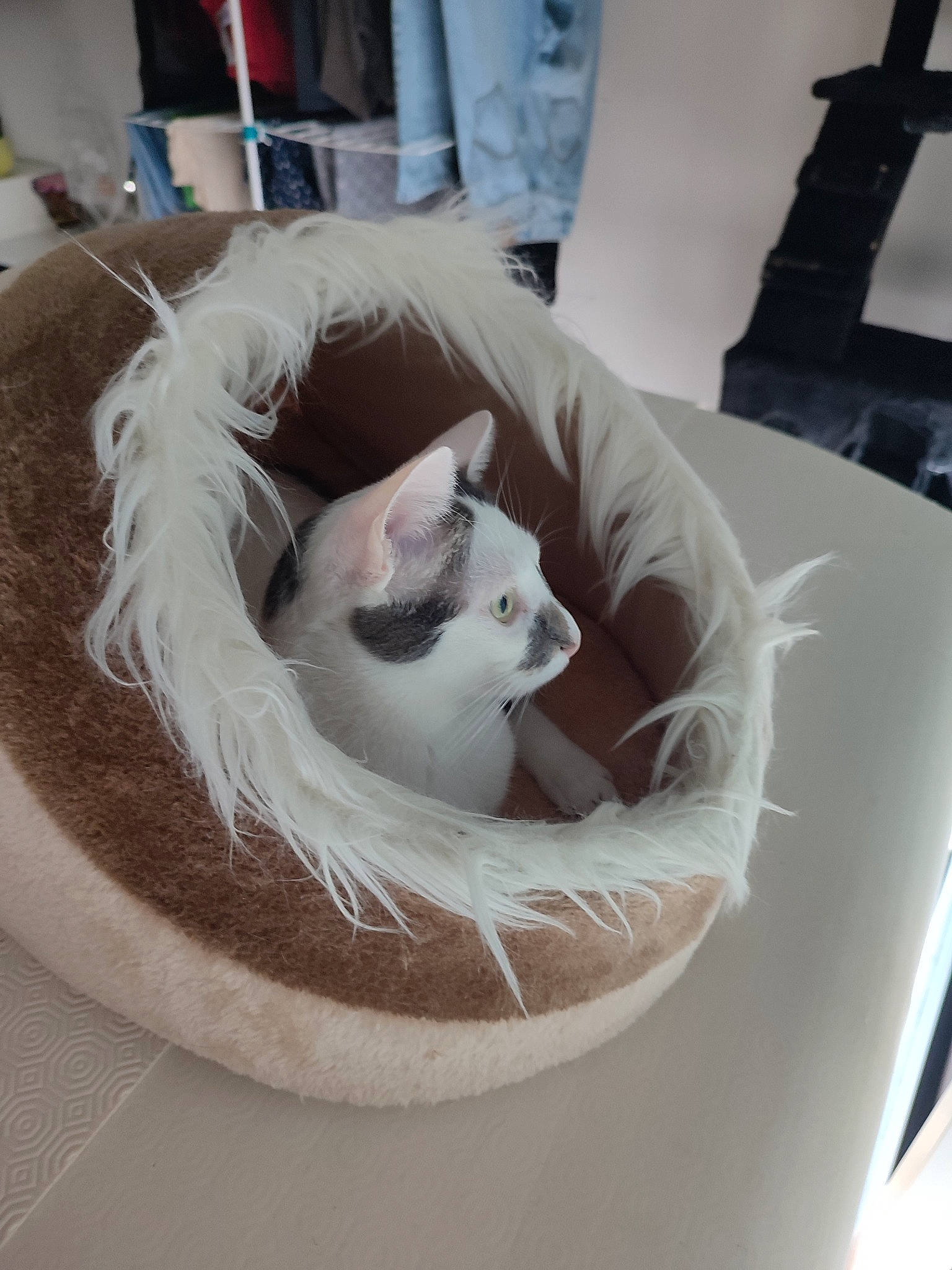 Ratatouille participe au concours pour gagner de l'argent avec cette photo : ball, bed, box, cardboard, carnivore, cat, cat_bed, cat_supply, comfort, domestic_short_haired_cat, felidae, fur, linens, plastic_bag, room, shipping_box, small_to_medium_sized_cats, table, whiskers, wood