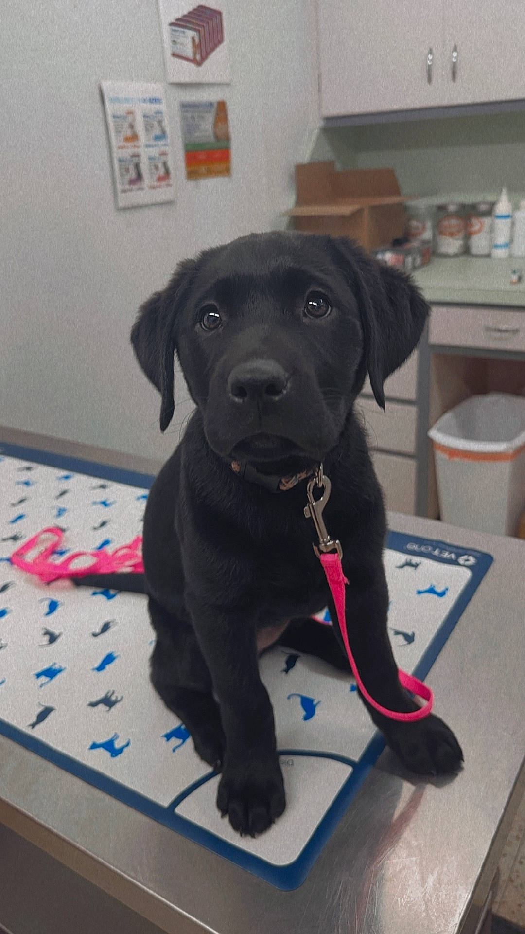 Nova is registered to the contest to win money with this photo: accessories, animal, canine, desk, doctor, dog, face, furniture, head, hound, indoors, kitchen, labradorretriever, leash, person, pet, puppy, strap, table, veterinarian